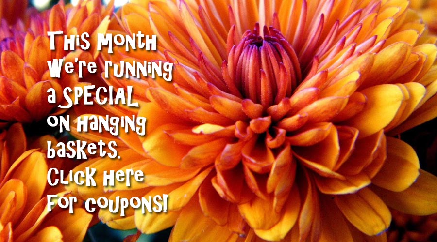 Specials at Living Colors Greenhouse