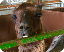 Llama