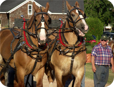 Horse Pulls